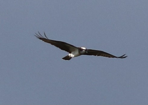 Osprey (carolinensis) - ML321931071