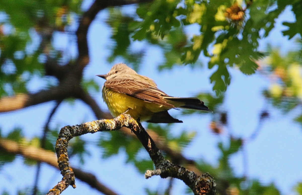 Western Kingbird - ML321931151