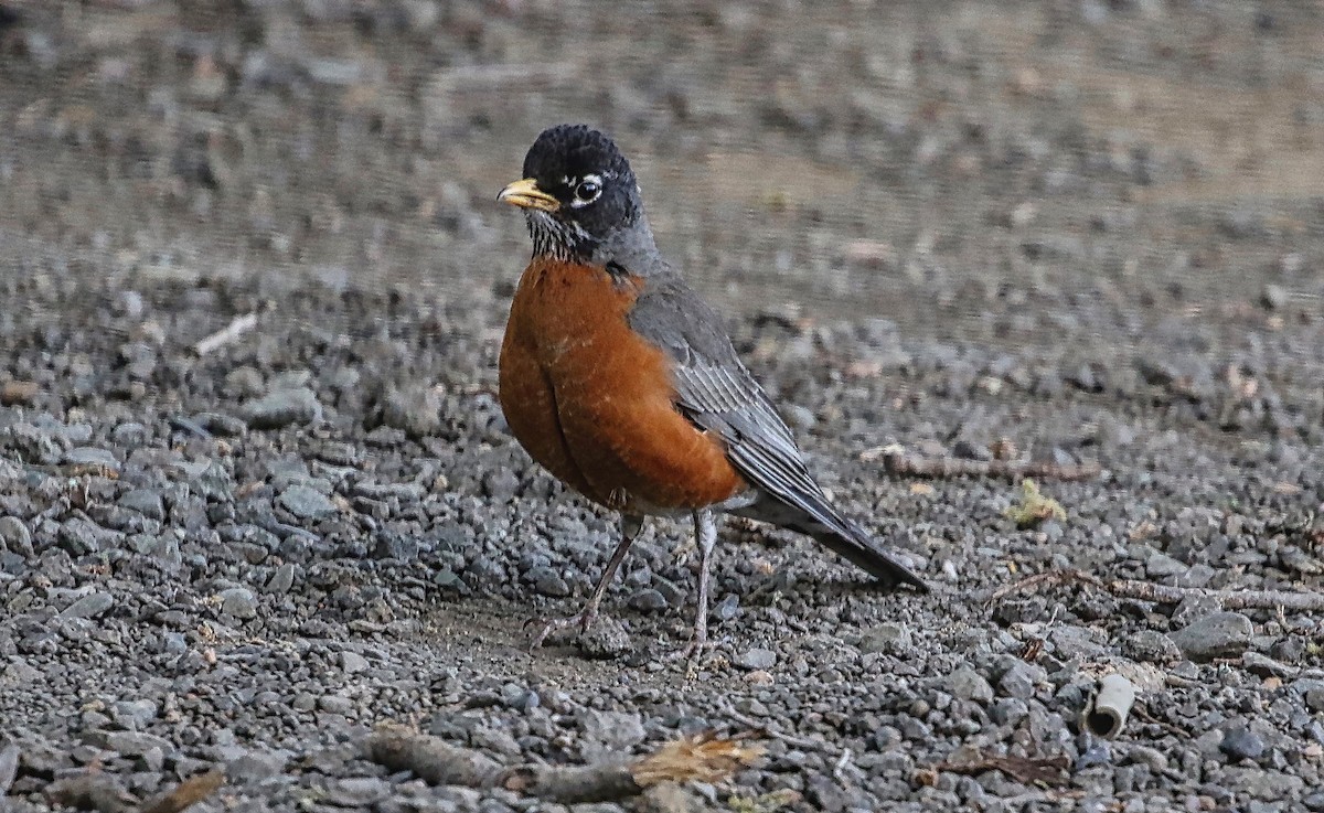 American Robin - ML321931271