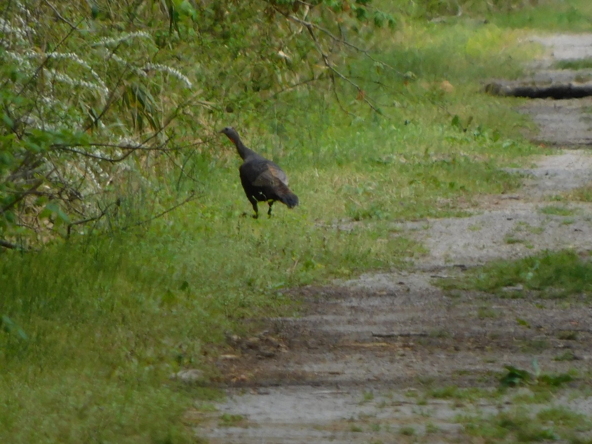 Wild Turkey - ML321933121