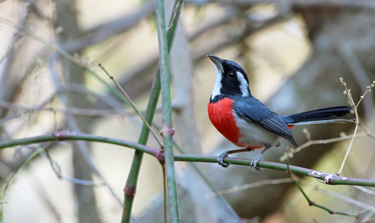 Red-breasted Chat (Red-breasted) - Luke Seitz