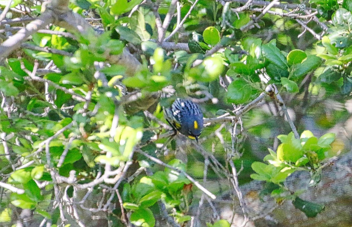 Reinita Coronada (auduboni) - ML321934311