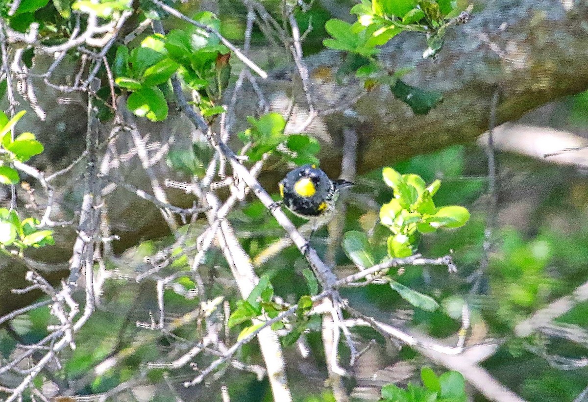 Reinita Coronada (auduboni) - ML321934521