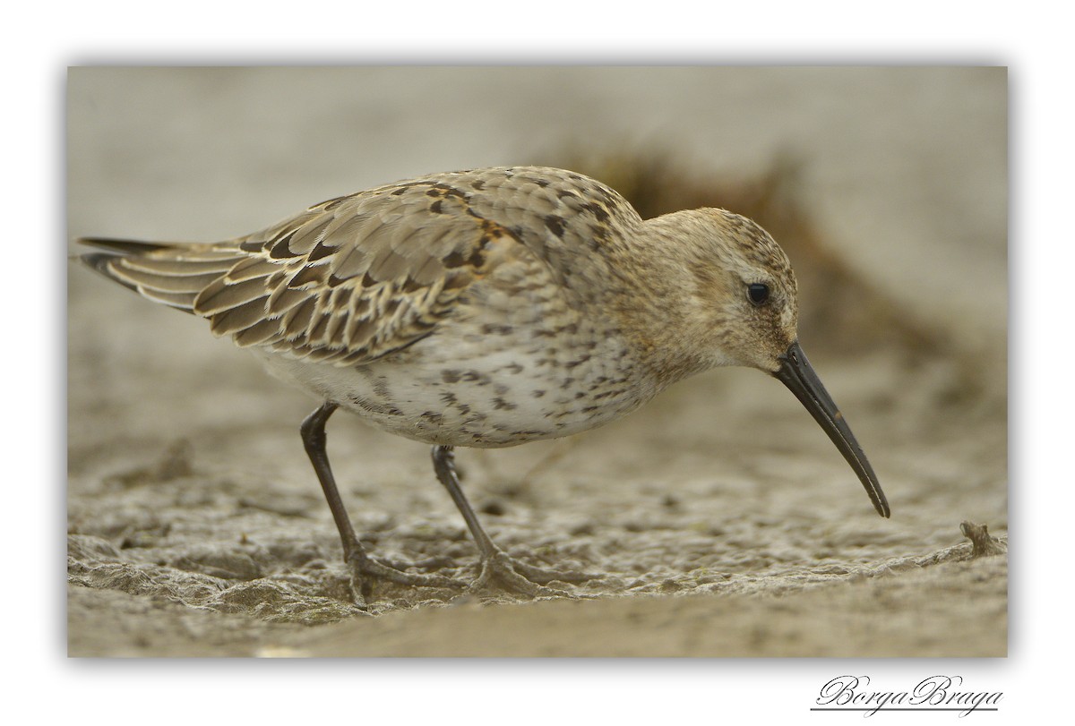 Dunlin - ML321937061