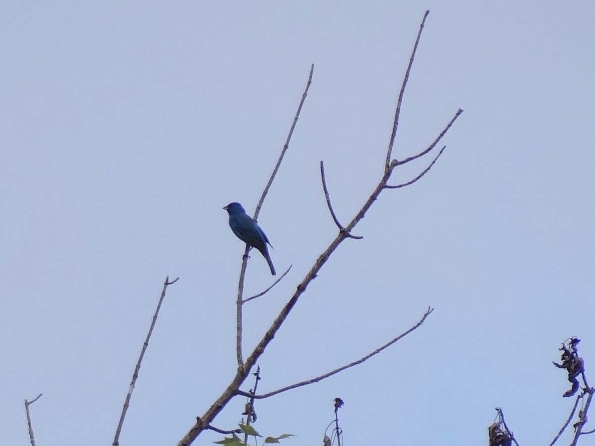 Passerin indigo - ML32193801