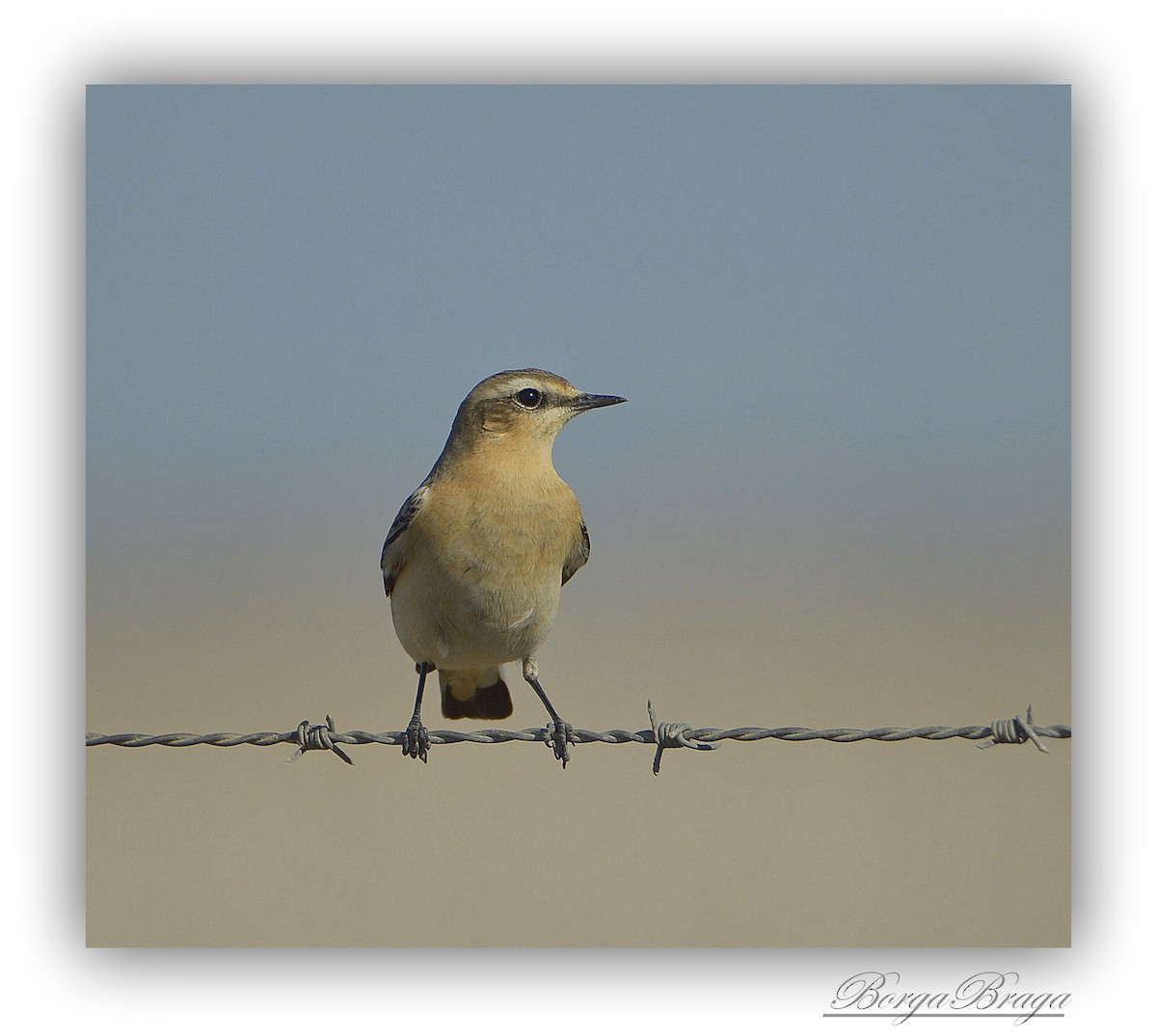 Northern Wheatear - ML321938711