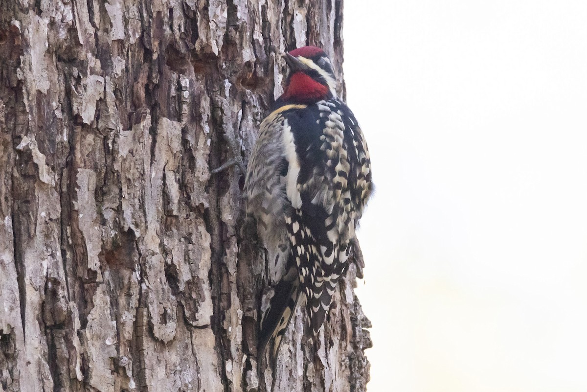 Yellow-bellied Sapsucker - ML321939311