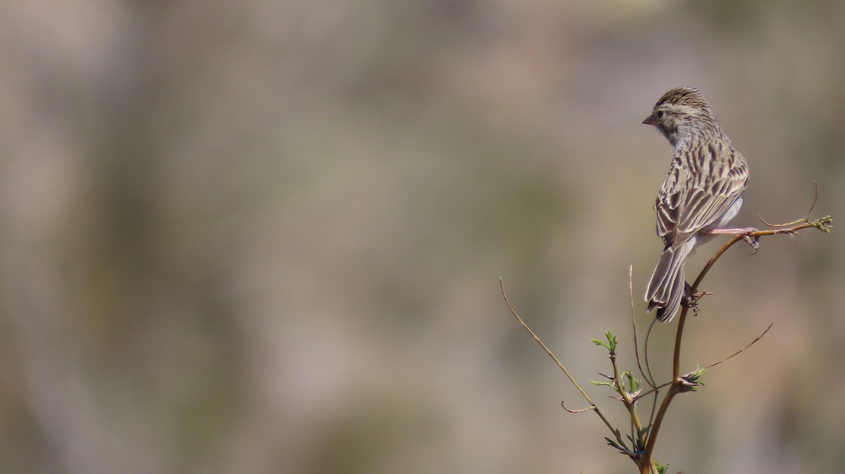 Brewer's Sparrow - Lena Hayashi