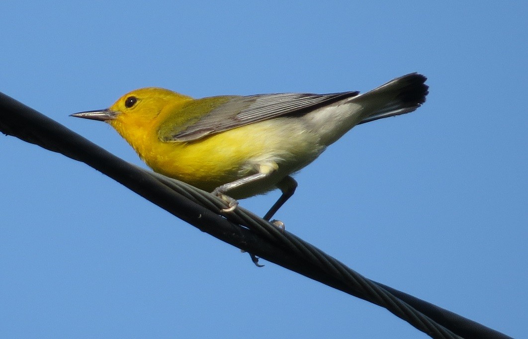 Prothonotary Warbler - ML32194091