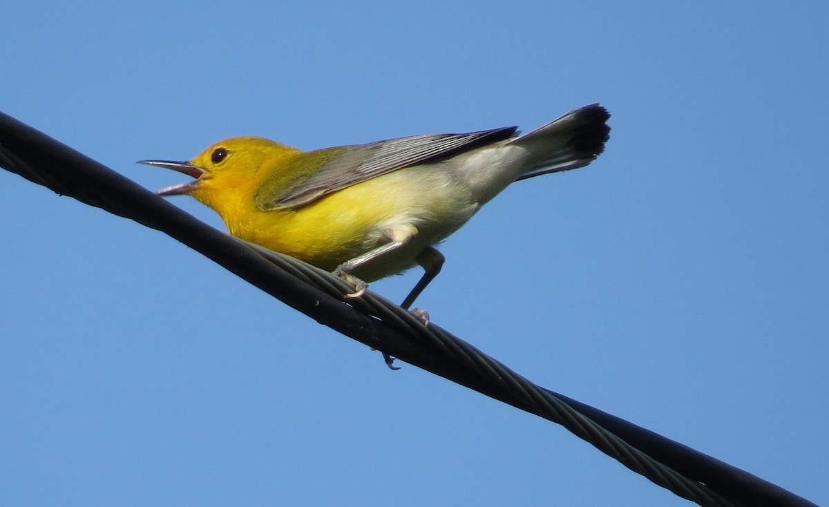 Prothonotary Warbler - ML32194101
