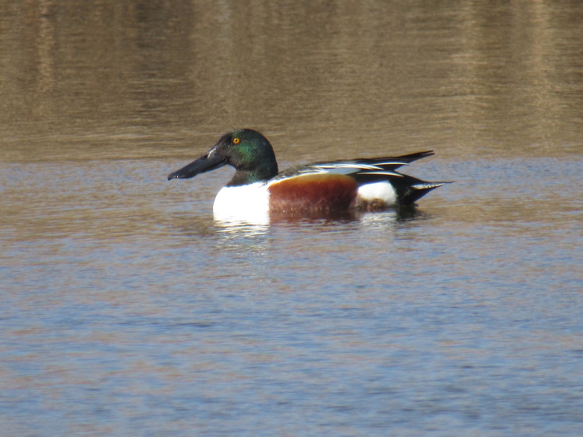 Northern Shoveler - ML321941271