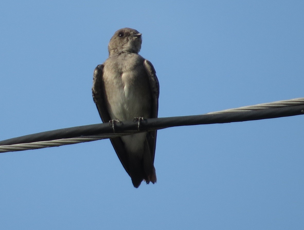 Northern Rough-winged Swallow - ML32194141
