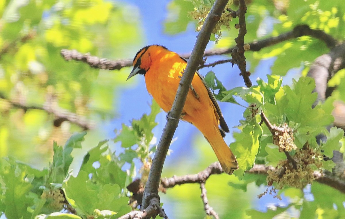 Bullock's Oriole - ML321942301