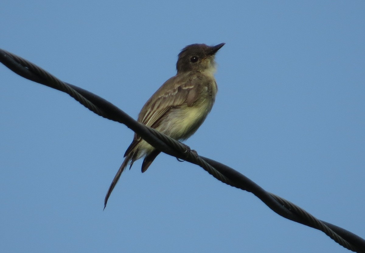 Eastern Phoebe - ML32194241