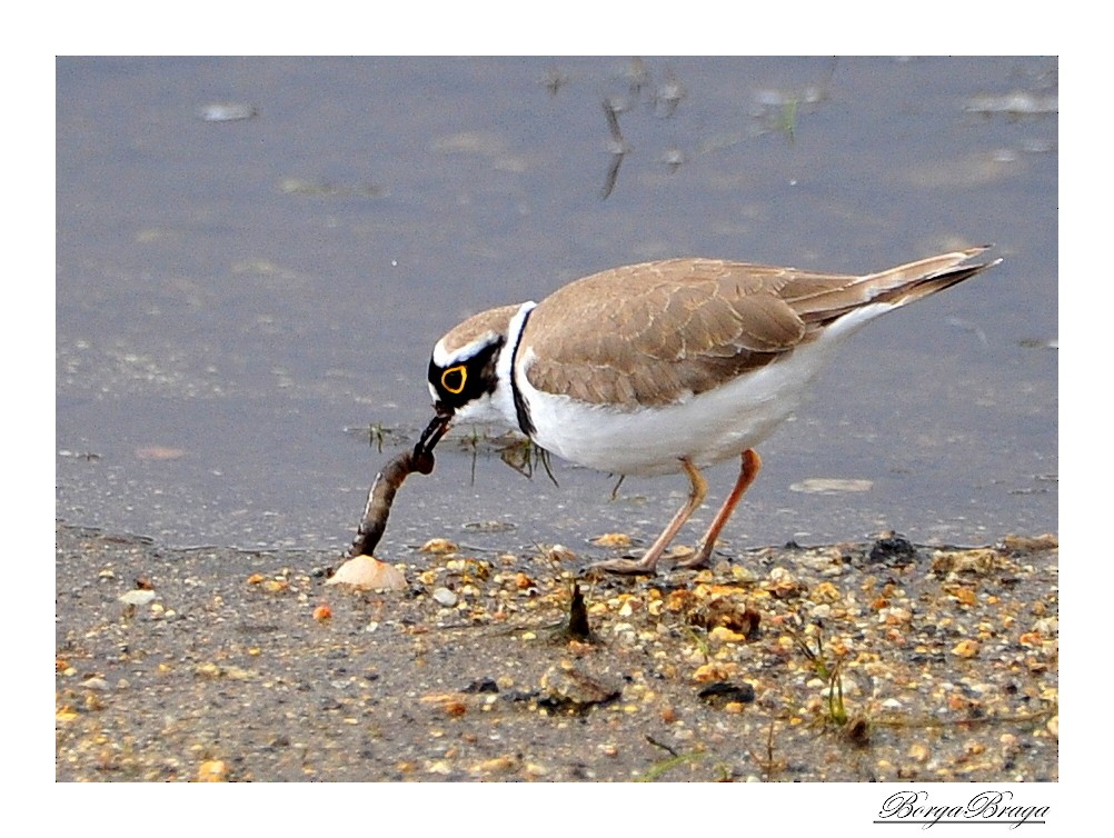 Little Ringed Plover - ML321943111