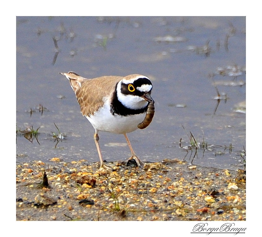 Little Ringed Plover - Rui  Santos