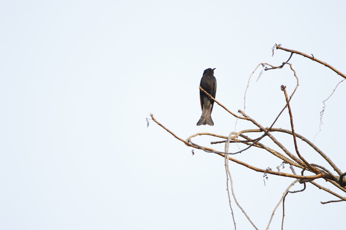 Square-tailed Drongo-Cuckoo - ML321944221