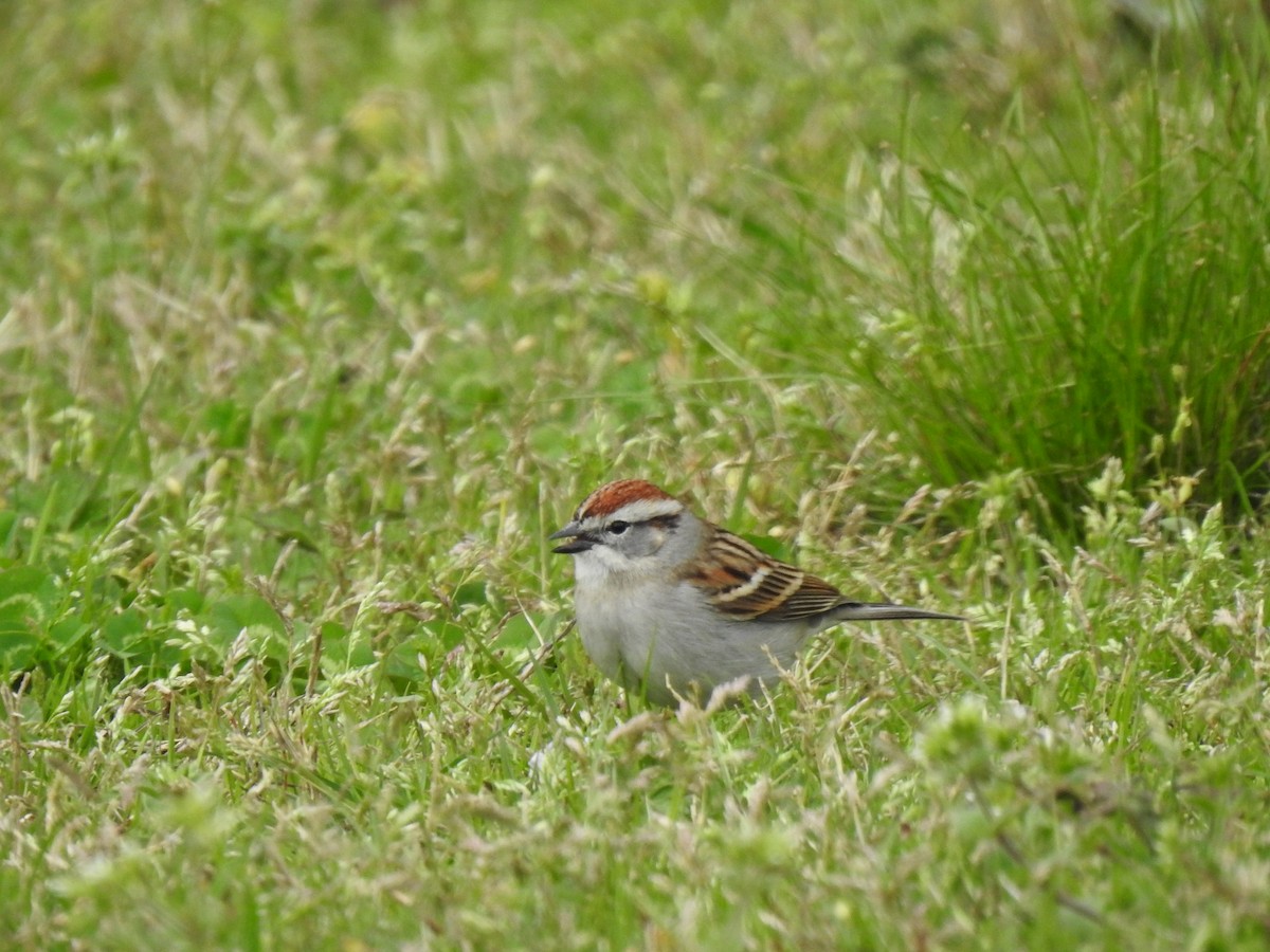 Chipping Sparrow - Laura Mae