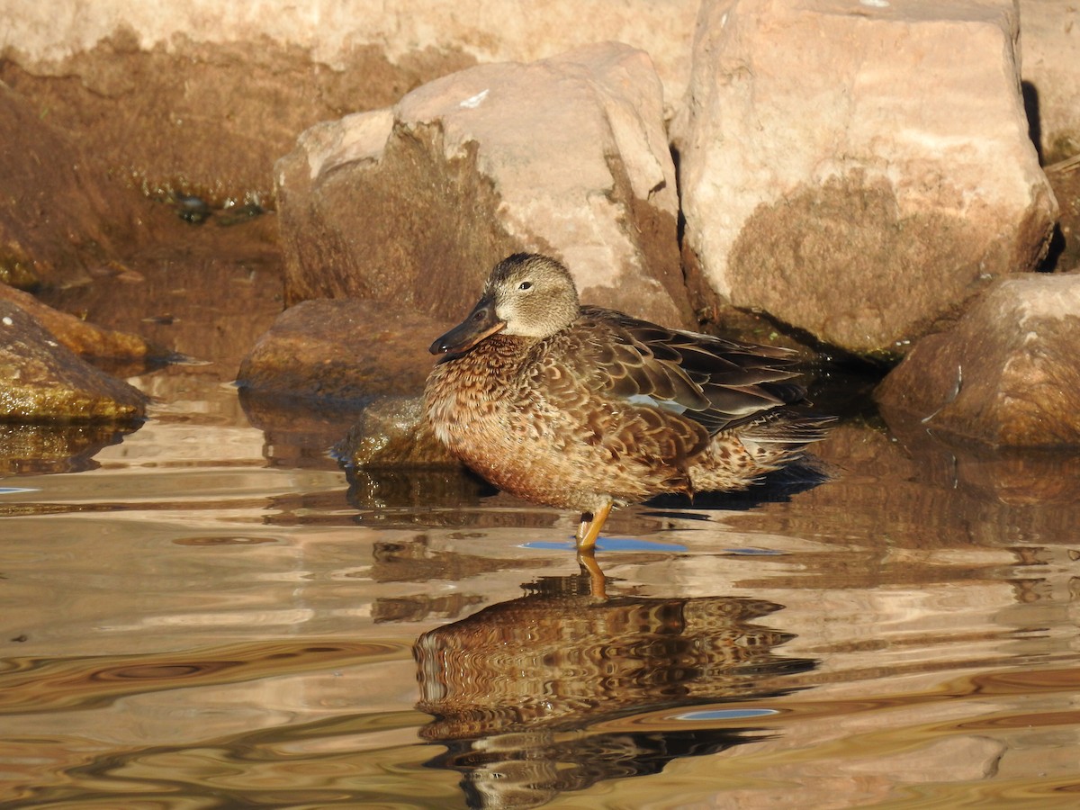 Cinnamon Teal - Joyce Austin