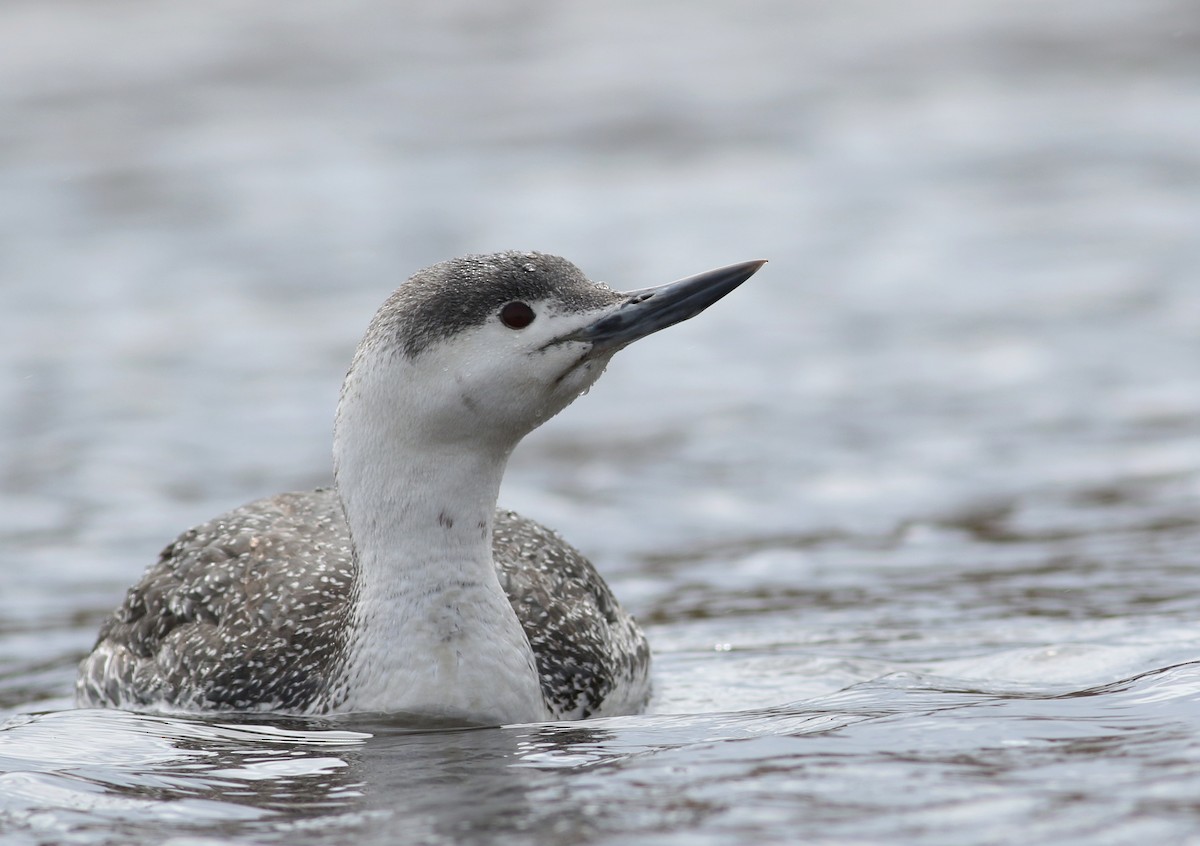 Red-throated Loon - ML321947531