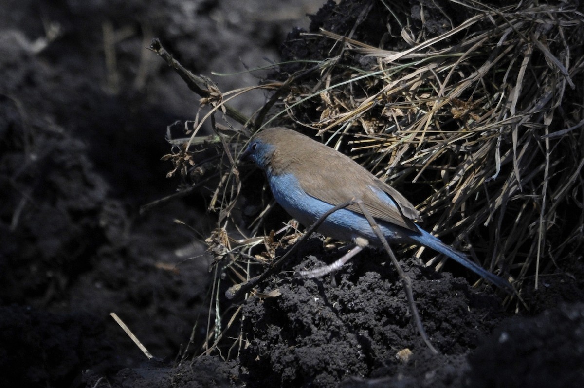 Red-cheeked Cordonbleu - ML321947971