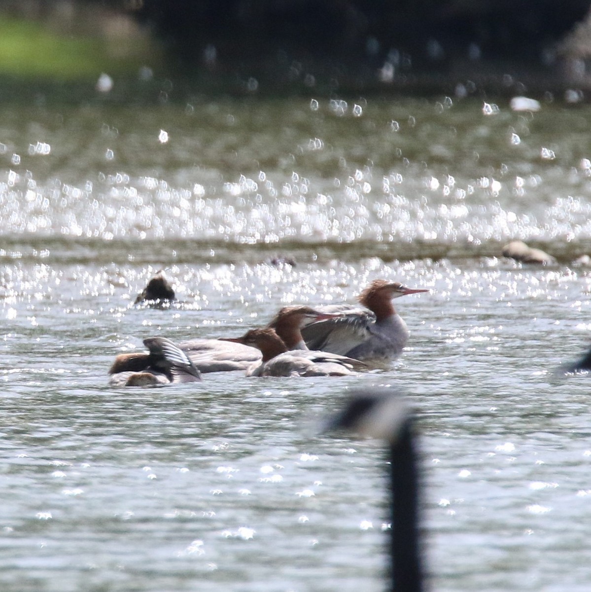 Common Merganser - ML32194831