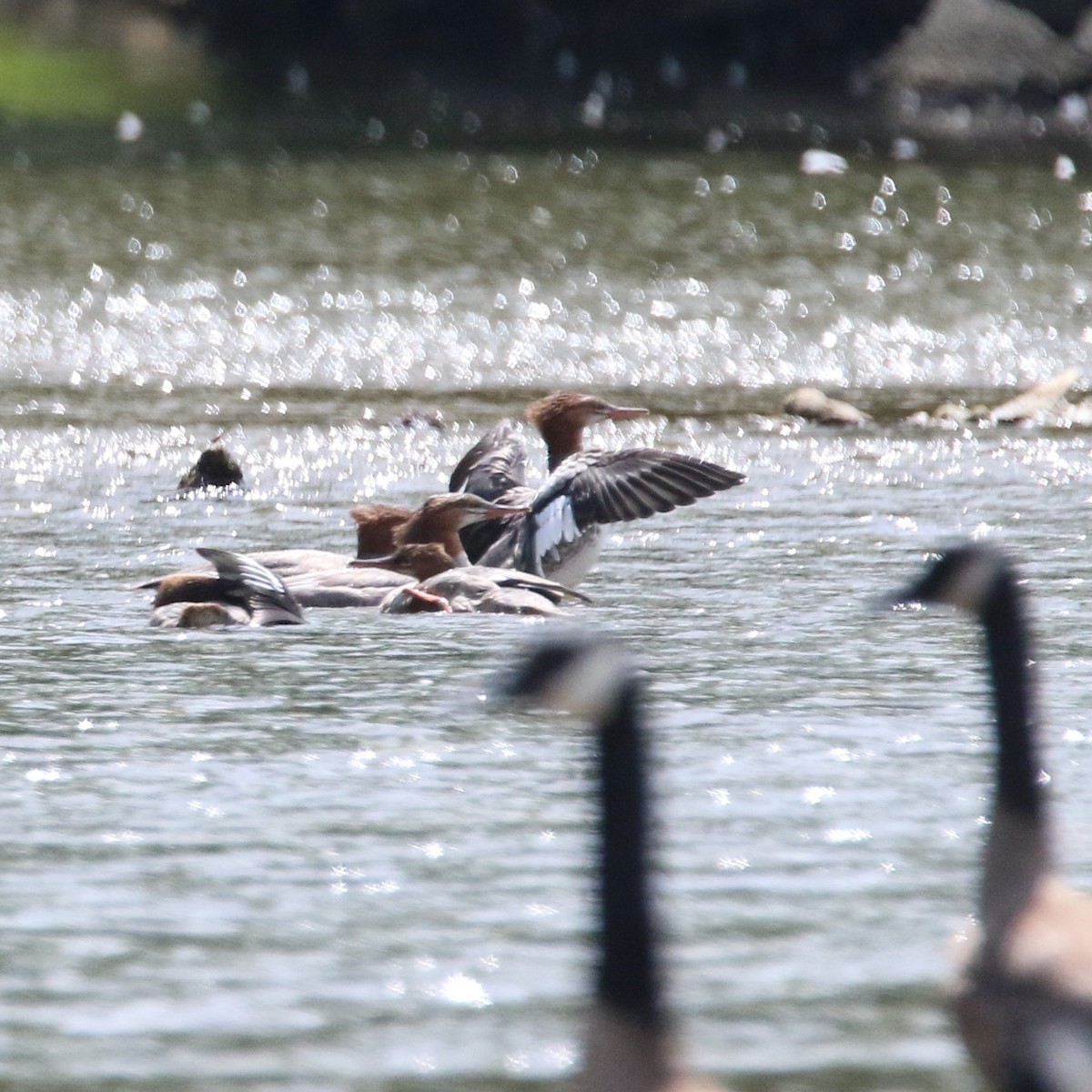 Common Merganser - ML32194841