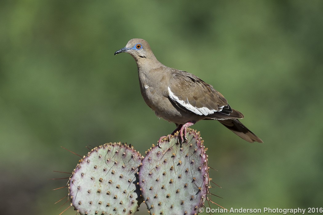 White-winged Dove - ML32194891