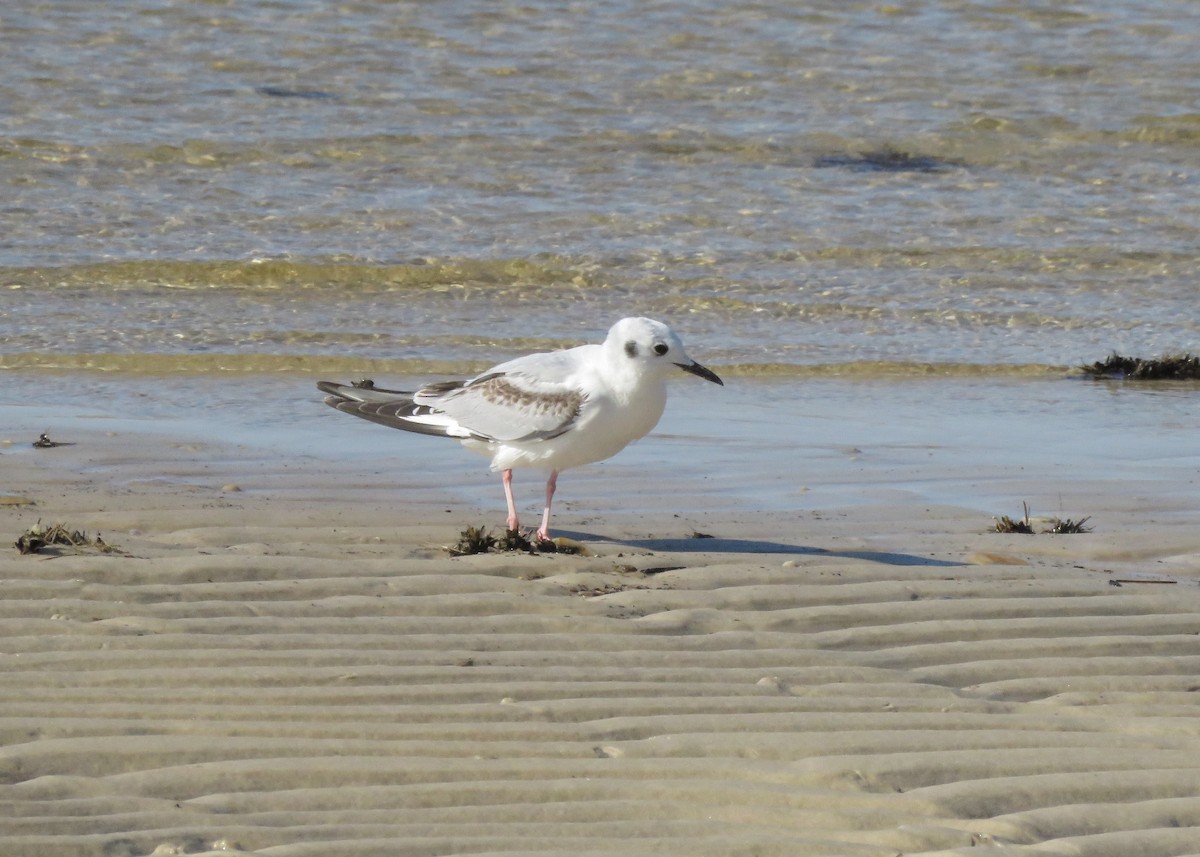 Bonaparte's Gull - ML321949091