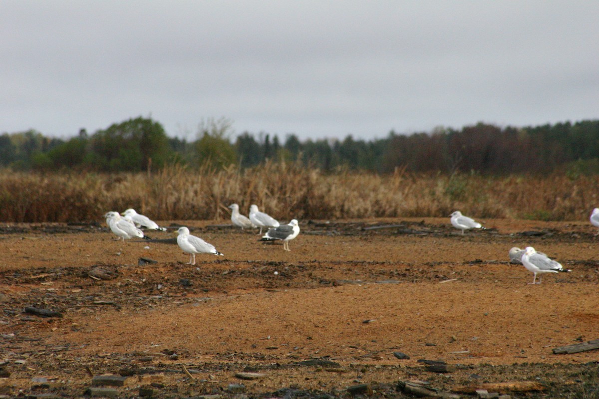 Lesser Black-backed Gull - Real Gauthier