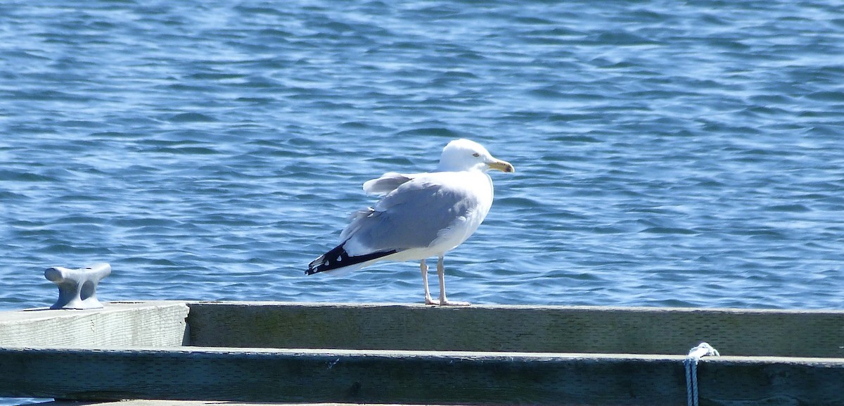 Herring Gull - ML321949401