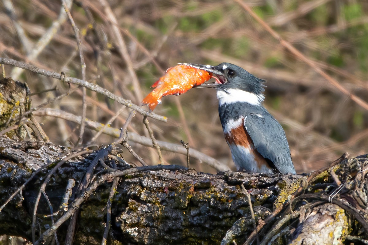 Belted Kingfisher - ML321951651