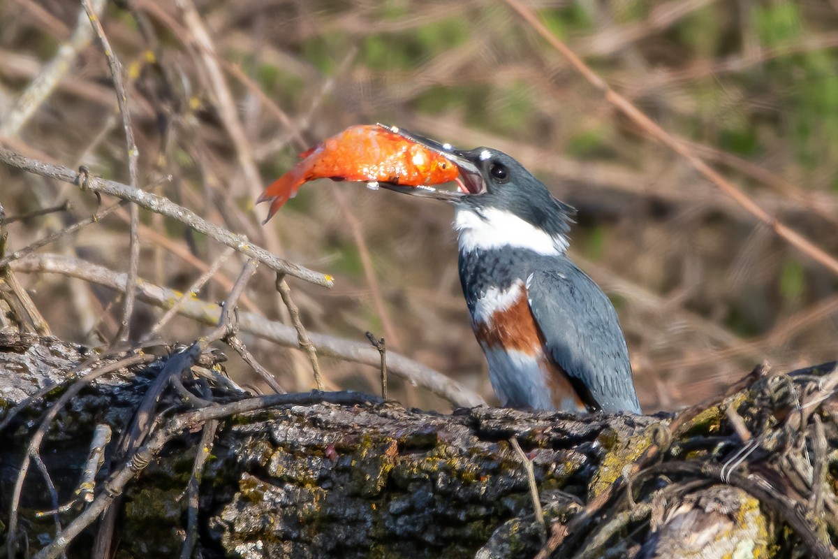 Belted Kingfisher - ML321951691