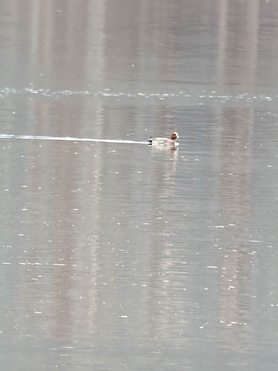 Eurasian Wigeon - ML321953831