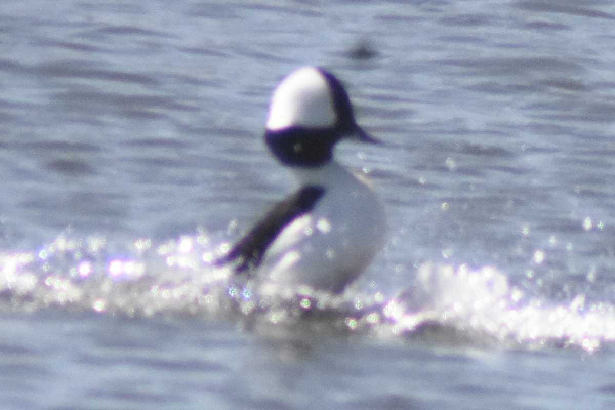 Bufflehead - ML321954081