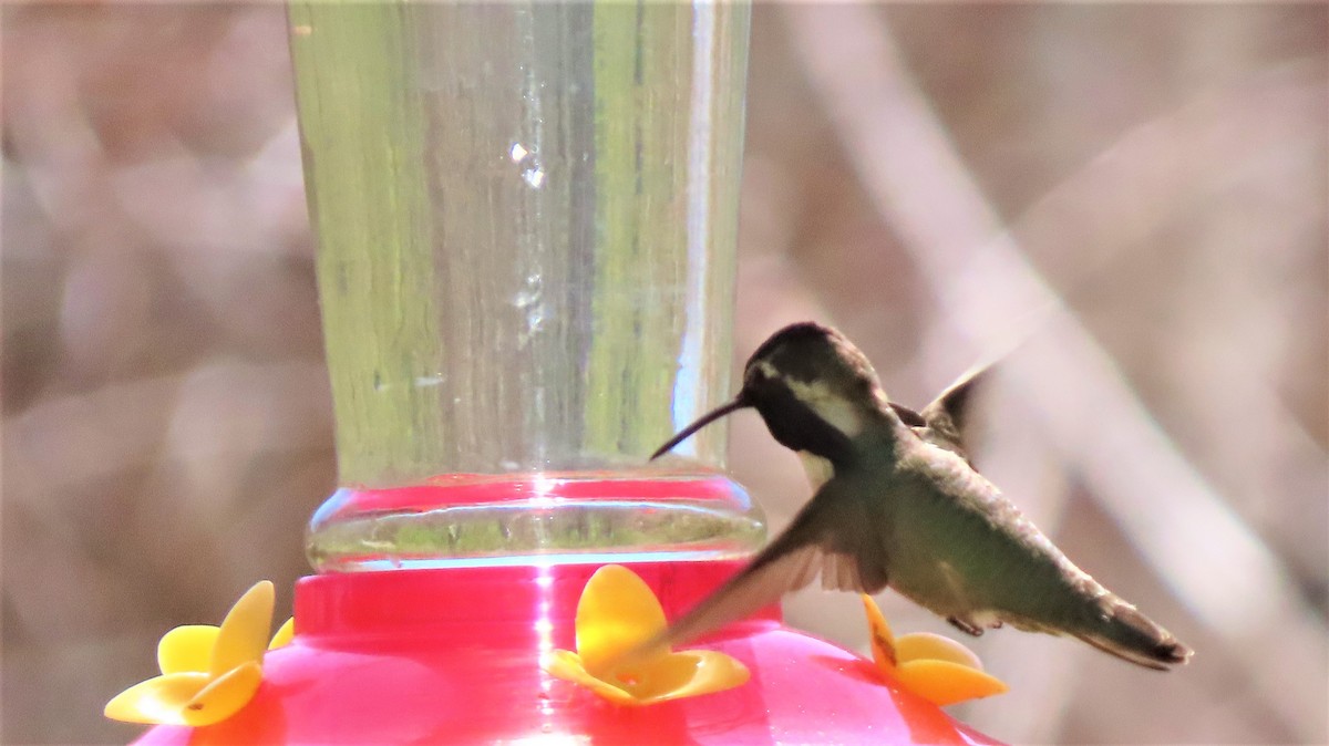 Costa's Hummingbird - ML321954511
