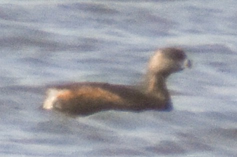 Pied-billed Grebe - ML321954521