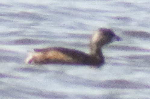 Pied-billed Grebe - ML321954541