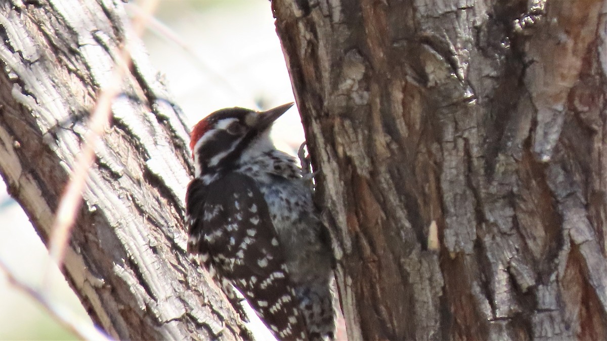 Nuttall's Woodpecker - ML321954611