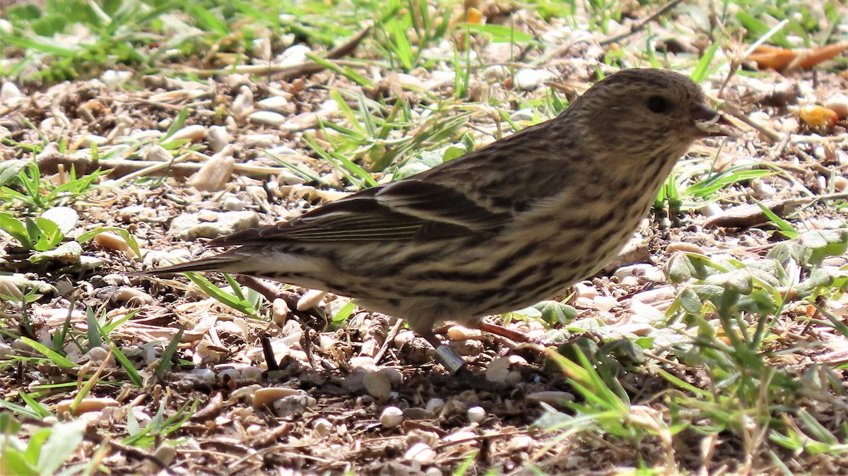 Pine Siskin - ML321954711