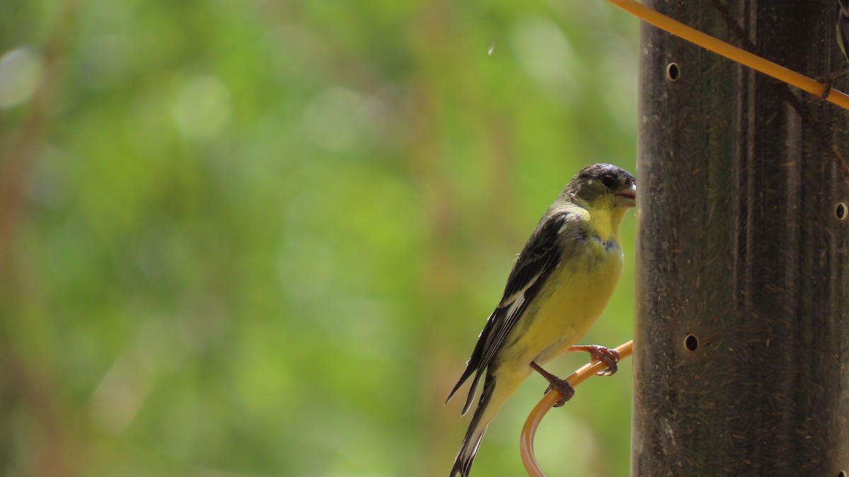 Lesser Goldfinch - ML321954781