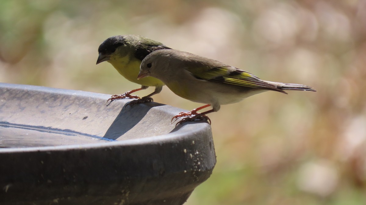Lesser Goldfinch - ML321954791