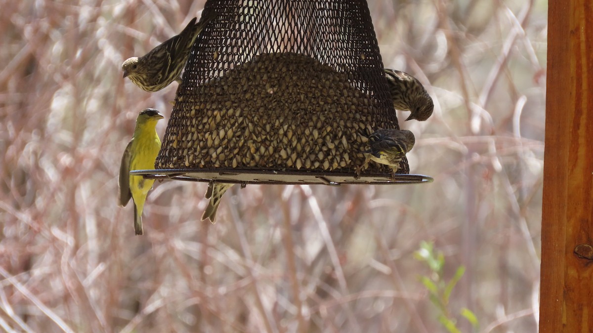 Lesser Goldfinch - ML321954801