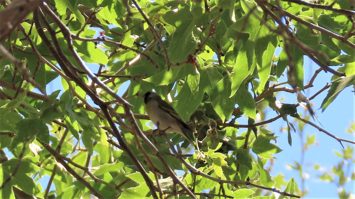 Lawrence's Goldfinch - ML321954951