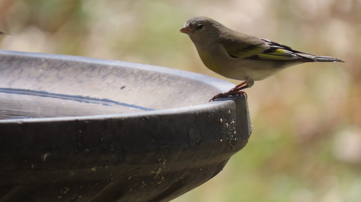 Lawrence's Goldfinch - ML321954971