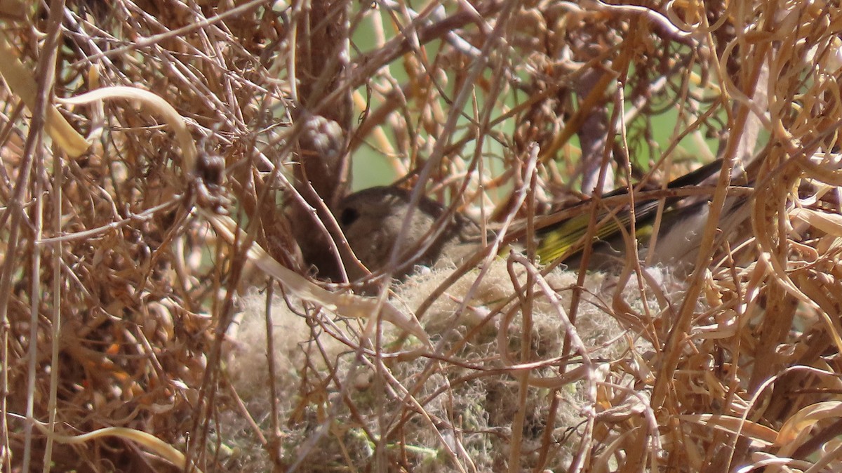 Lawrence's Goldfinch - ML321954981