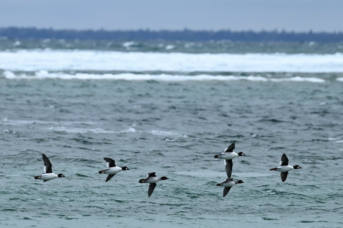 Common Goldeneye - ML321958271