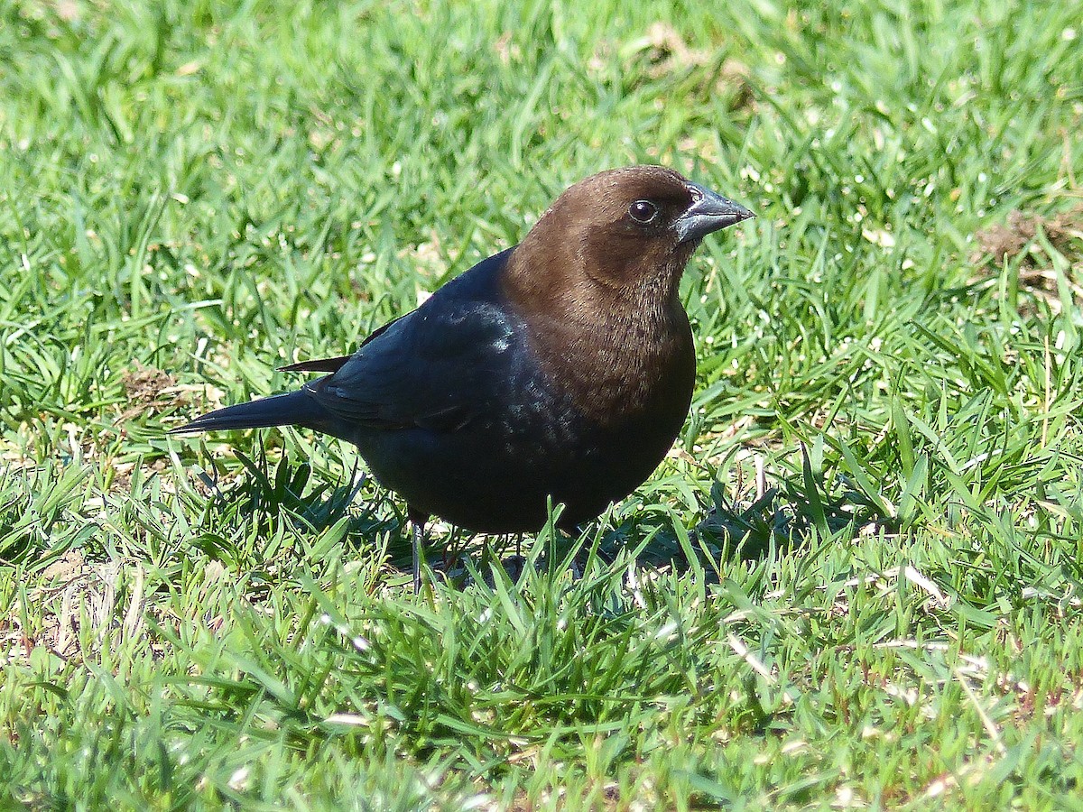 Brown-headed Cowbird - ML321958521