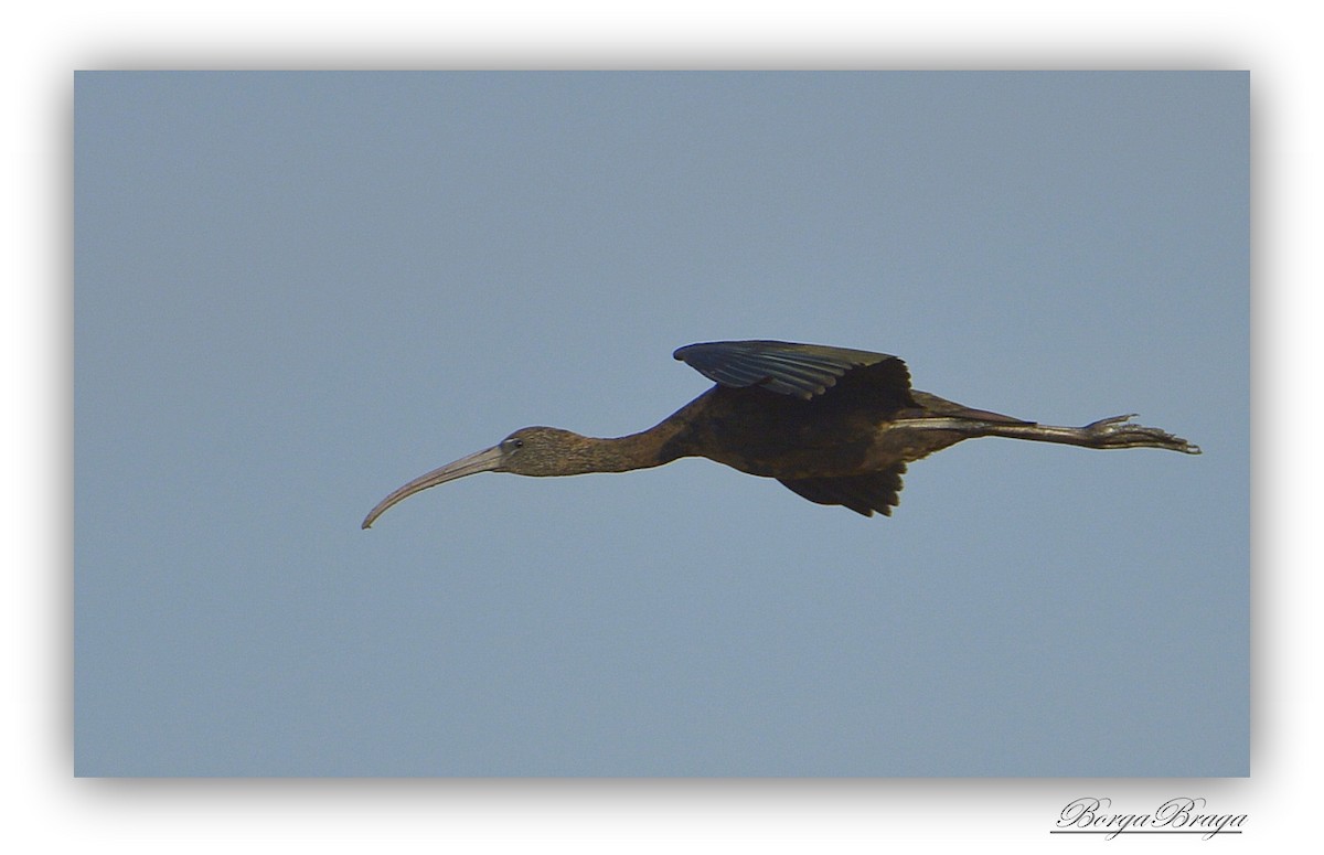 Glossy Ibis - ML321958591