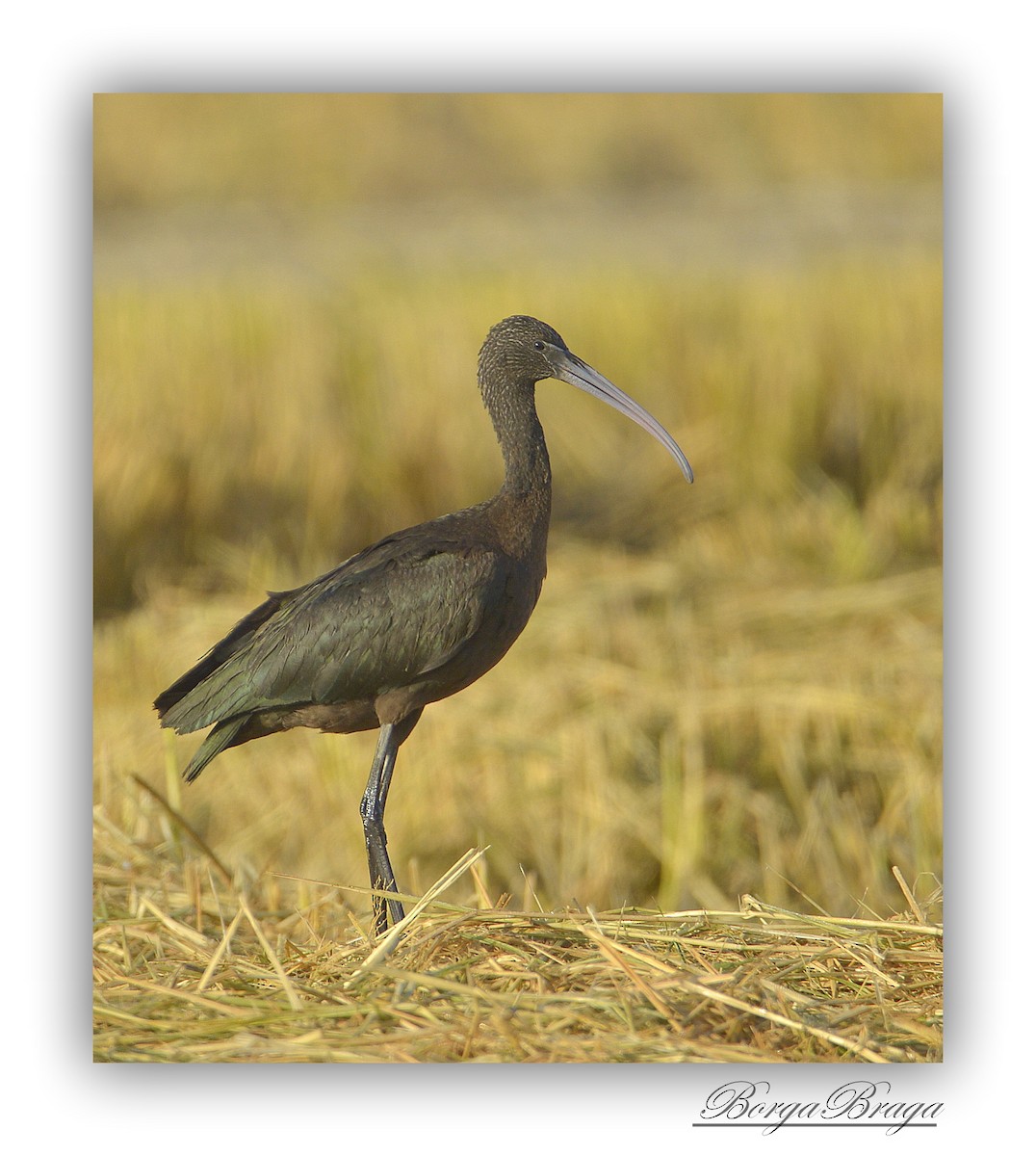 Glossy Ibis - ML321958651